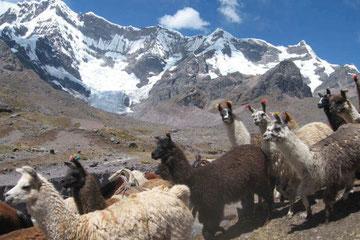 Llamas-Cusco
